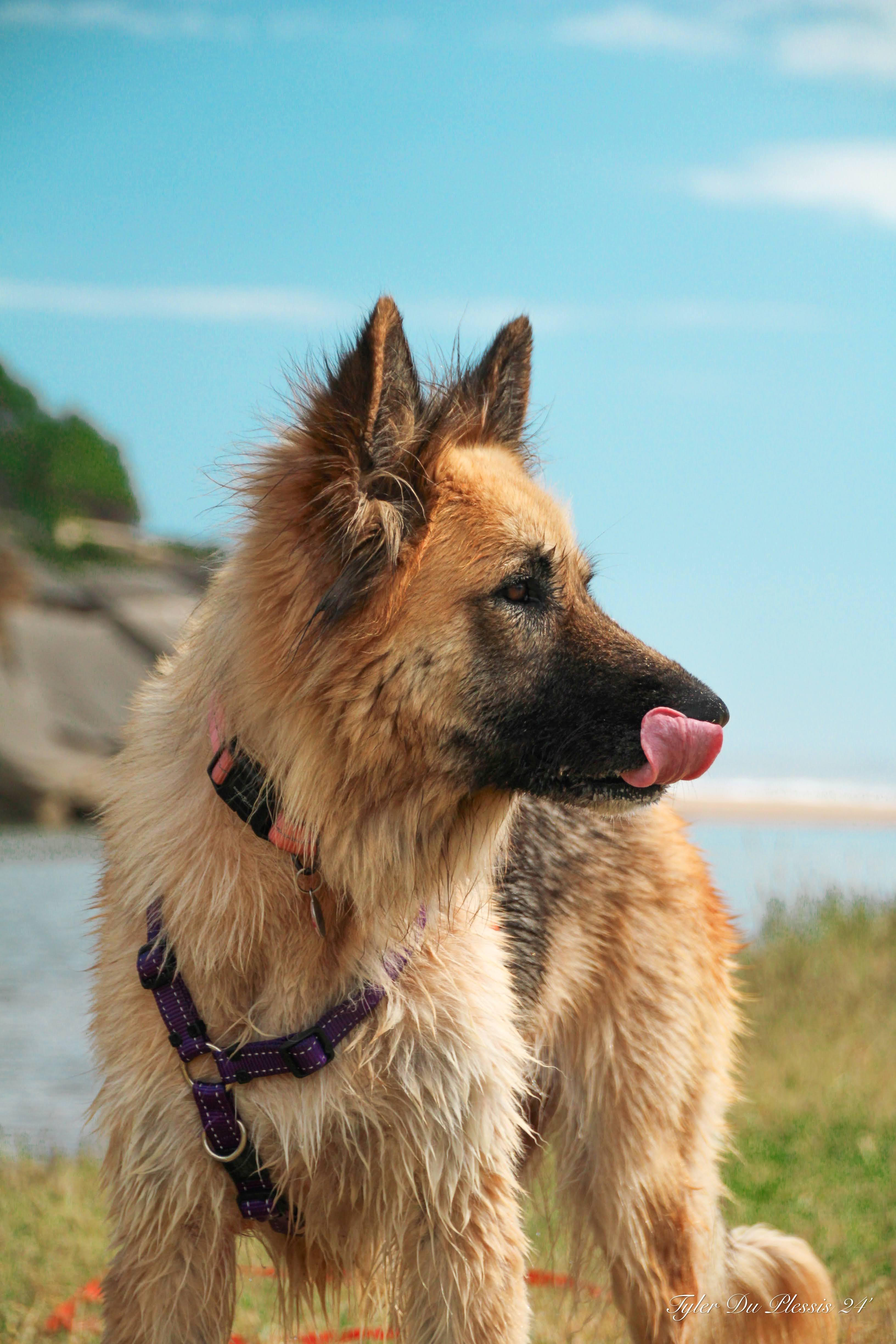 A South African rescue dog